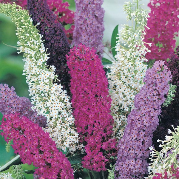 BUDDLEIA DAVIDII FAJTÁK
