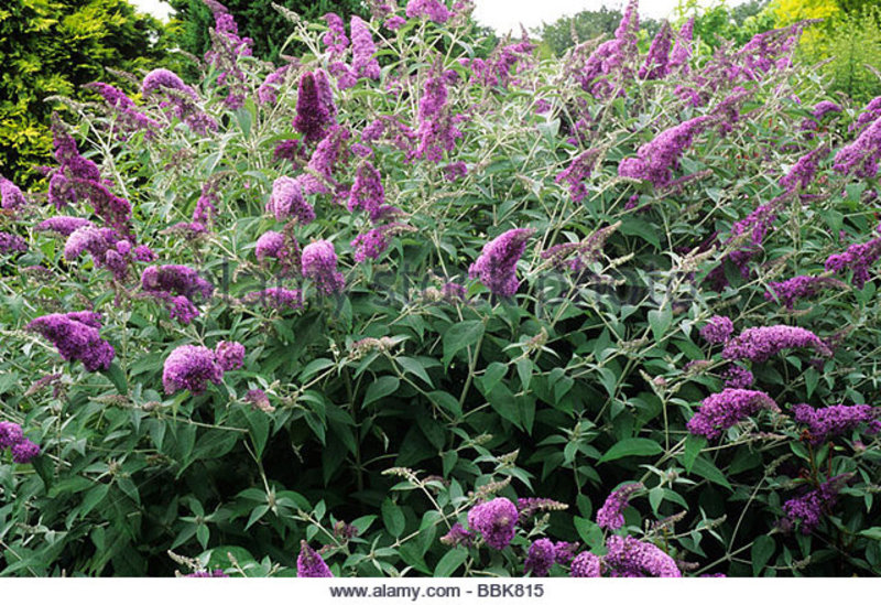 BUDDLEIA DAVIDII LOCH INCH