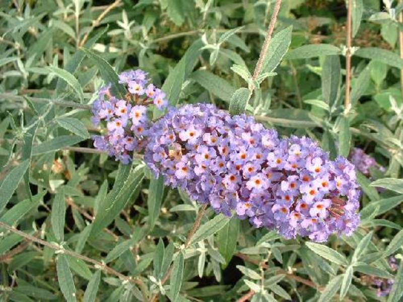 BUDDLEIA DAVIDII NANHO BLUE