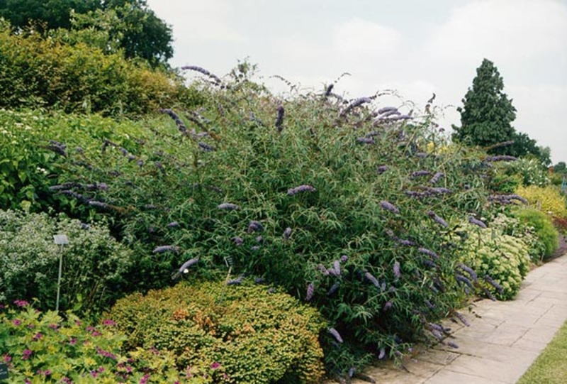BUDDLEIA DAVIDII NANHO BLUE