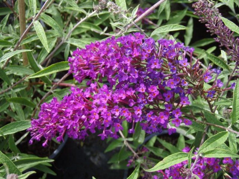 BUDDLEIA DAVIDII NANHO PURPLE