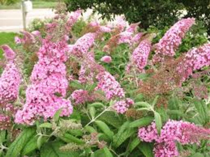 BUDDLEIA DAVIDII PINK DELIGHT