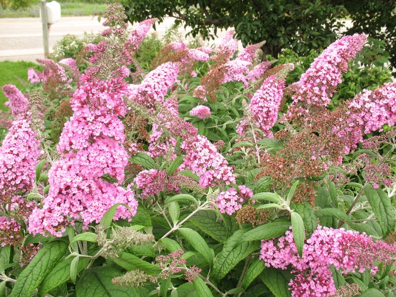 BUDDLEIA DAVIDII PINK DELIGHT