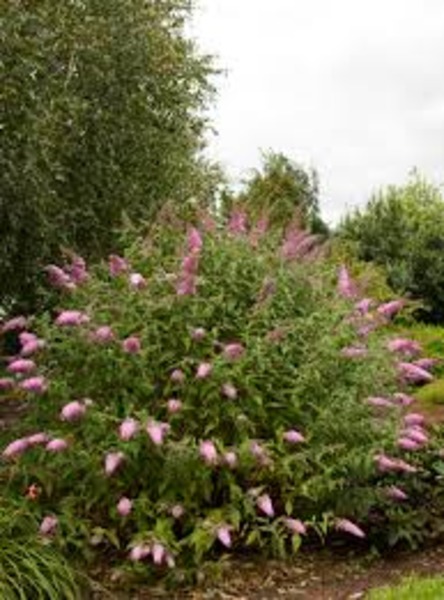 BUDDLEIA DAVIDII PINK DELIGHT