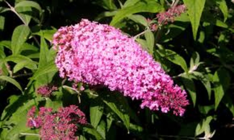 BUDDLEIA DAVIDII PINK DELIGHT