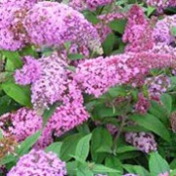 BUDDLEIA D. REVE PAPILLON RED