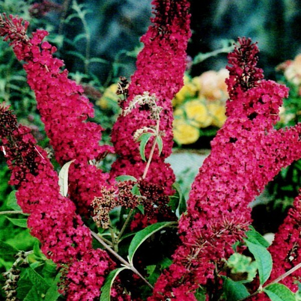 BUDDLEIA DAVIDII ROYAL RED
