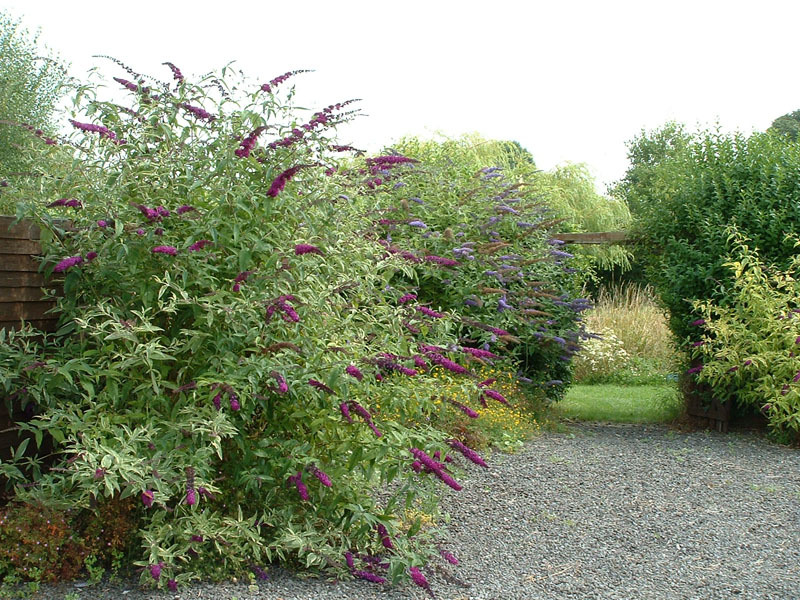BUDDLEIA DAVIDII ROYAL RED