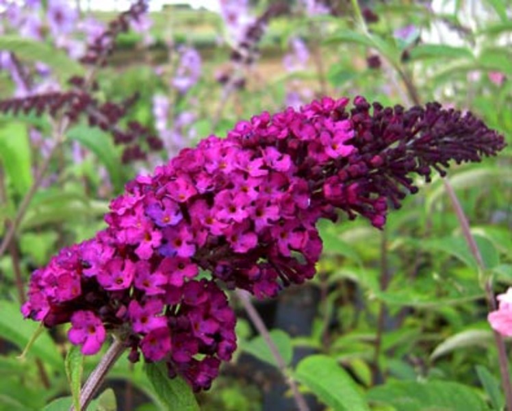 BUDDLEIA DAVIDII ROYAL RED