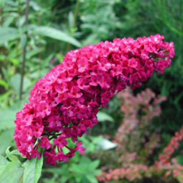 BUDDLEIA DAVIDII ROYAL RED