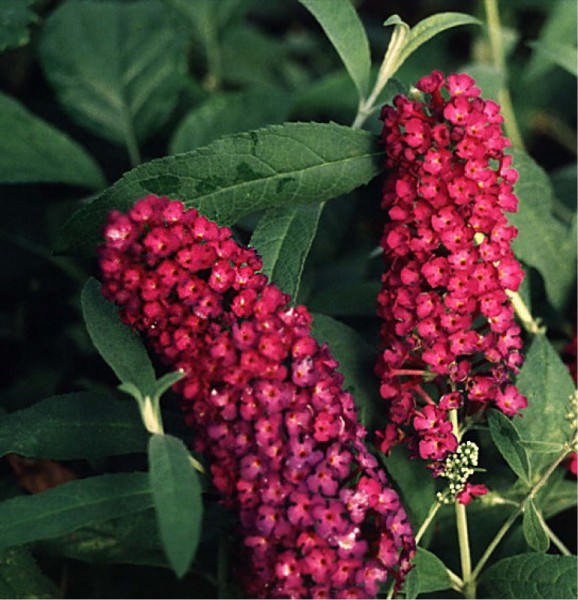 BUDDLEIA DAVIDII ROYAL RED
