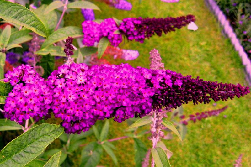 BUDDLEIA DAVIDII ROYAL RED