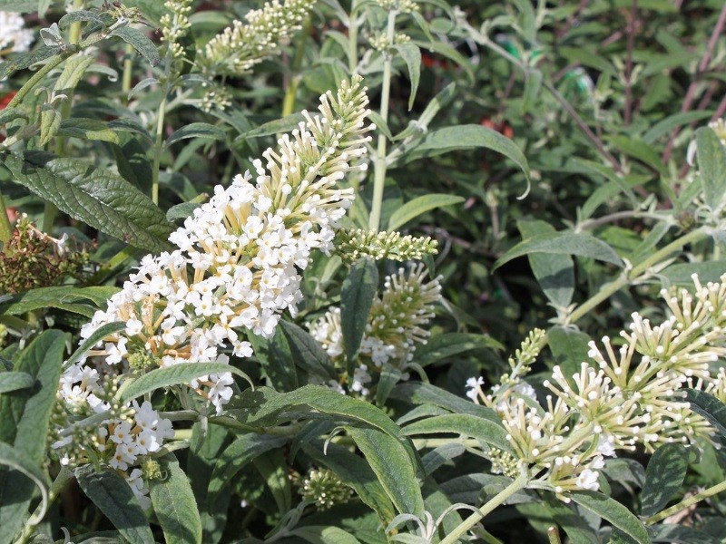 BUDDLEIA DAVIDII WHITE BALL