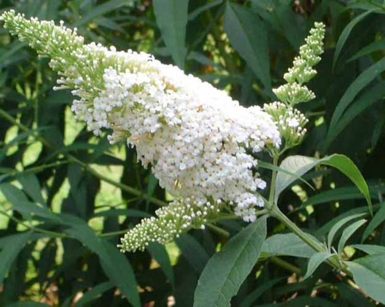 BUDDLEIA DAVIDII WHITE PROFUS.