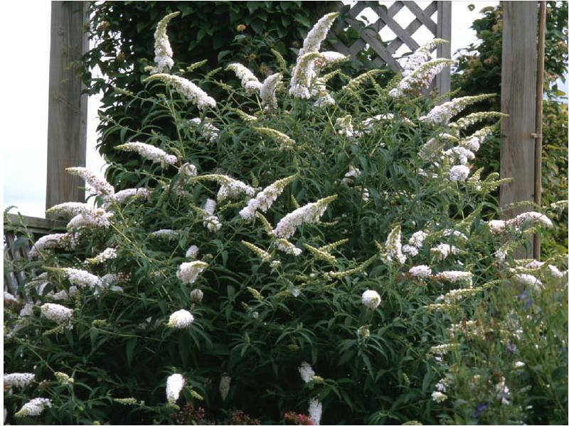 BUDDLEIA DAVIDII WHITE PROFUS.