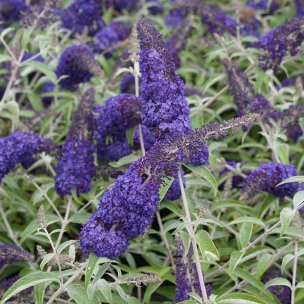 BUDDLEIA DAVIDII ADONIS BLUE