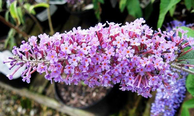 BUDDLEIA DAVIDII ILE DE FRANCE