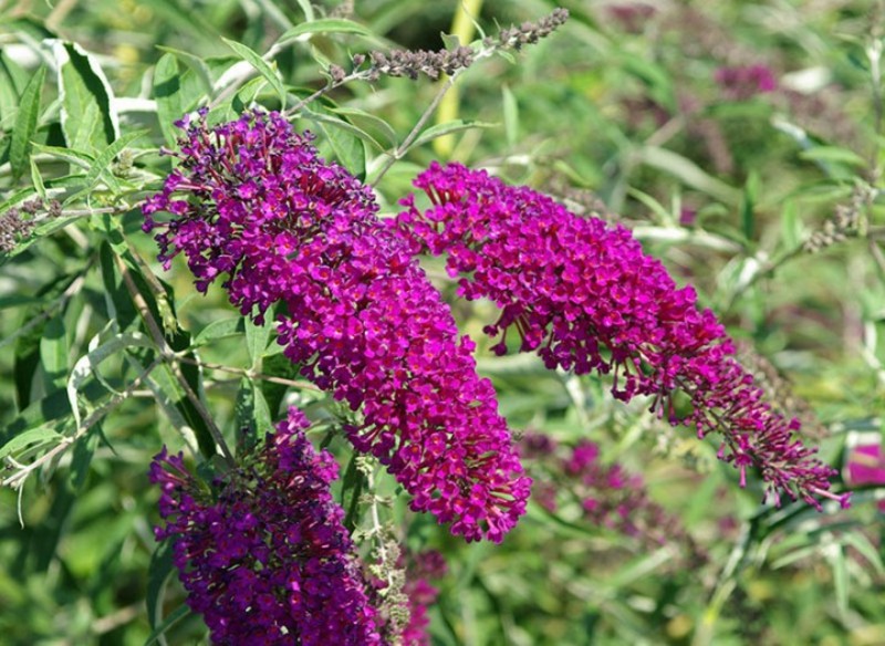 BUDDLEJA DA. NANHO PURPLE