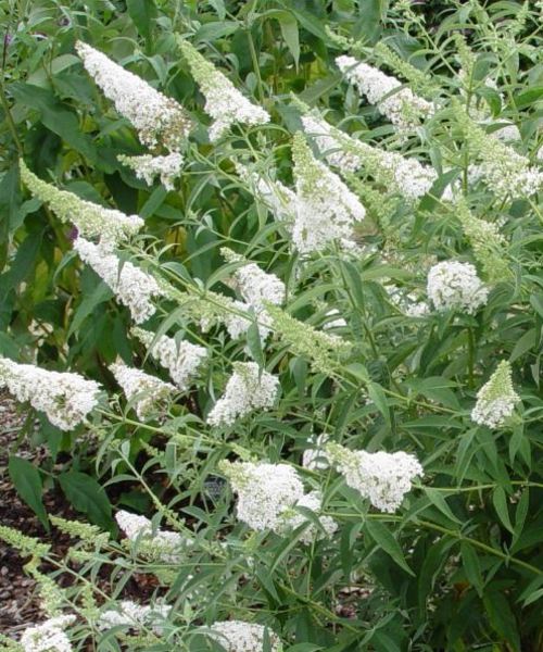 BUDDLEJA DA. NANHO WHITE