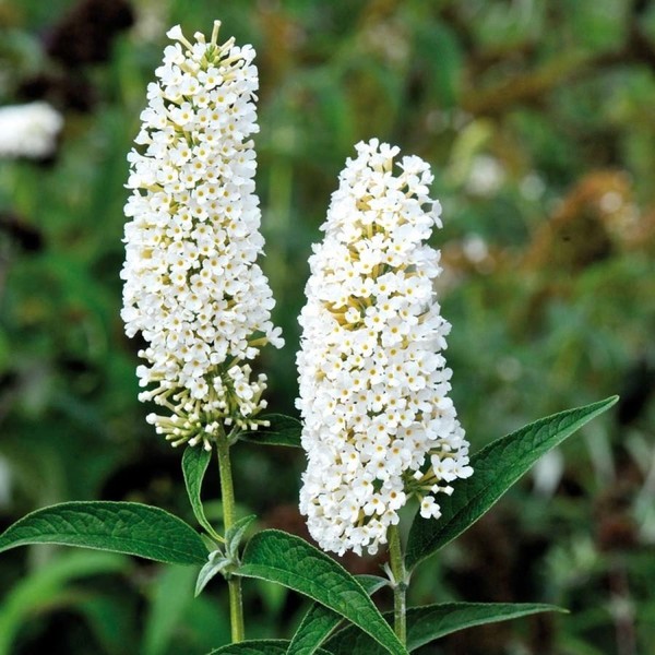 BUDDLEIA DAVIDII PEACE