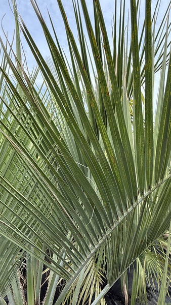 BUTIA CAPITALA