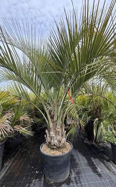 BUTIA CAPITALA
