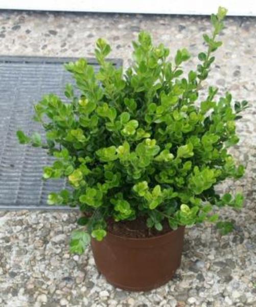 BUXUS MICROPH. FAULKNER