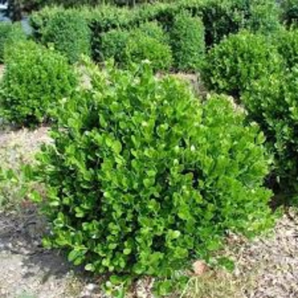 BUXUS MICROPH. FAULKNER
