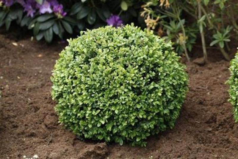 BUXUS SEMPERVIRENS ARBORESCENS