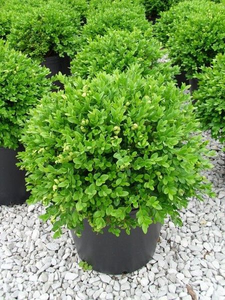 BUXUS SEMP. GREEN VELVET