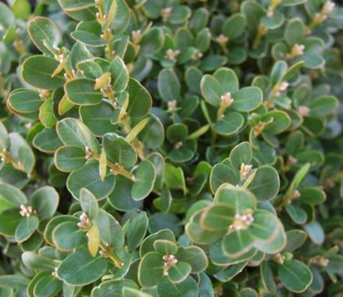 BUXUS SEMP. SUFFRUTICOSA