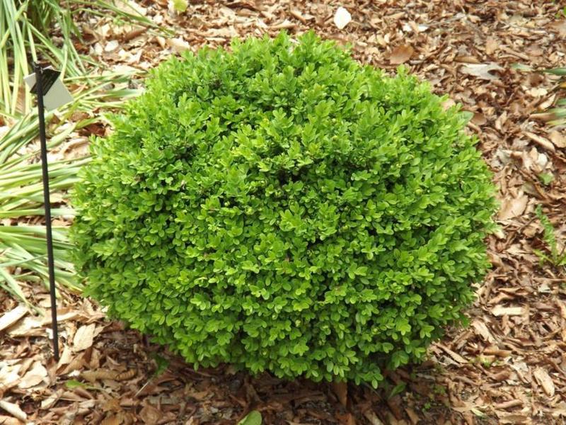 BUXUS SEMP. SUFFRUTICOSA