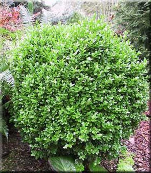 BUXUS SEMP. SUFFRUTICOSA