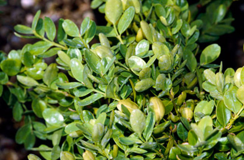 BUXUS SEMP. SUFFRUTICOSA