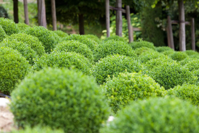BUXUS SEMP. SUFFRUTICOSA
