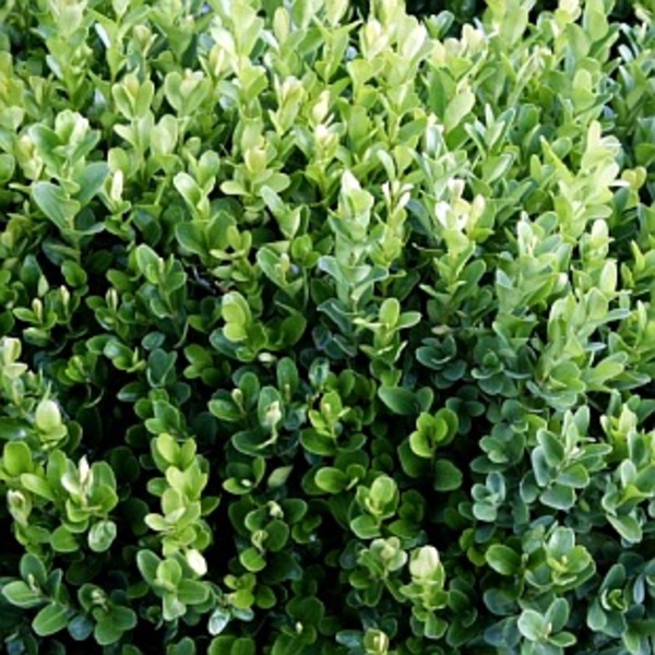BUXUS SEMP. SUFFRUTICOSA