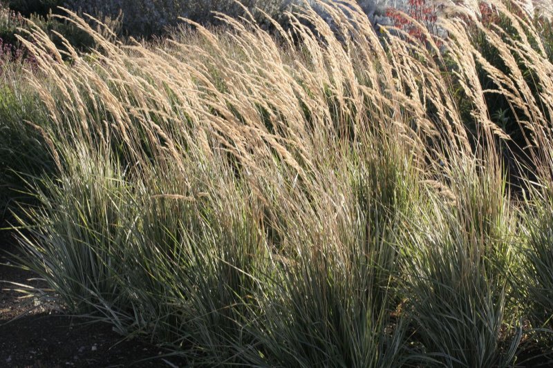 CALAMAGROSTIS ACUTIF. OVERDAM