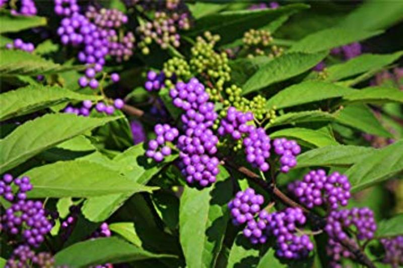 CALLICARPA DICHOTOMA ISSAI