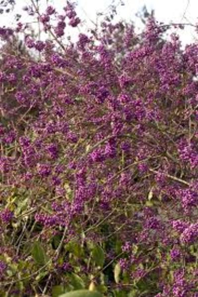 CALLICARPA BODINIERI