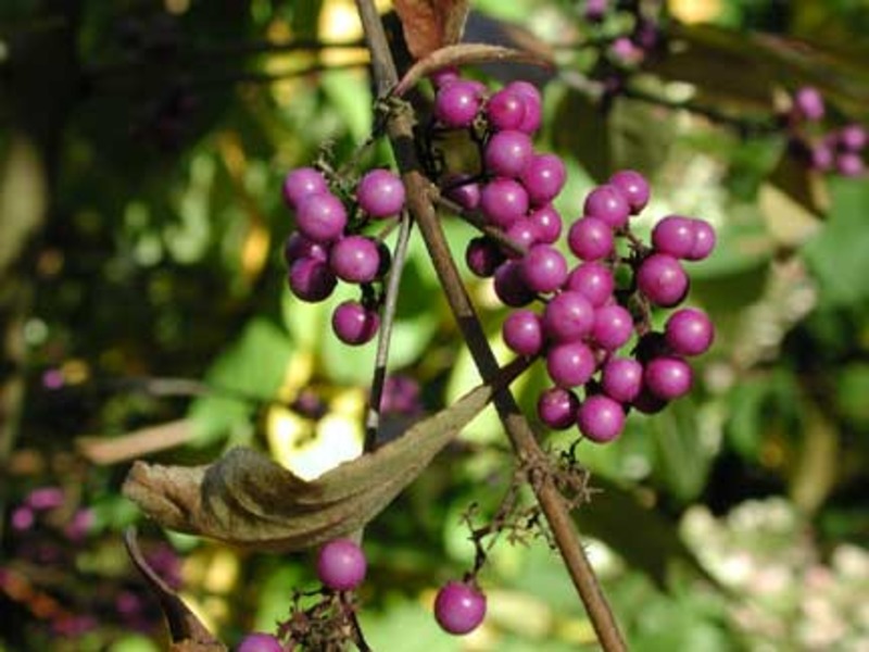 CALLICARPA BODIN. DART'S PROF.