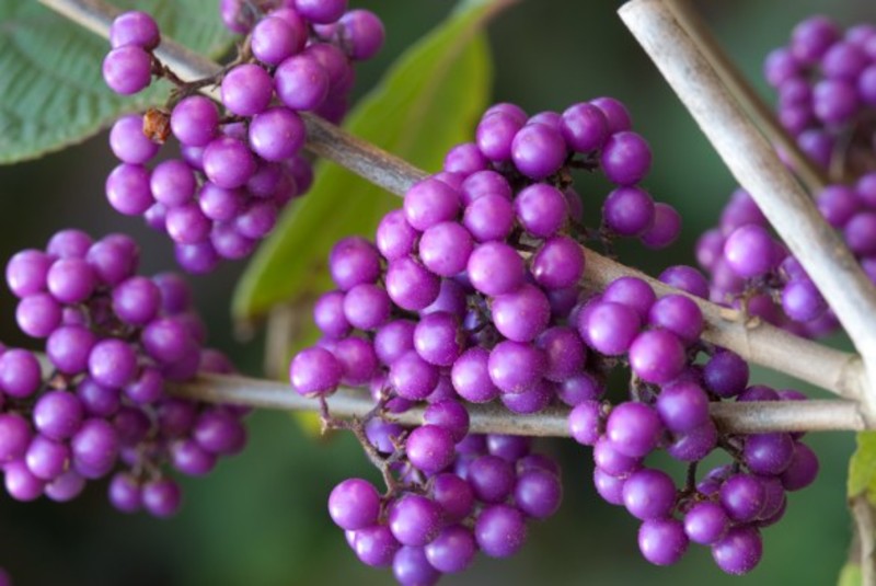 CALLICARPA BODIN. DART'S PROF.
