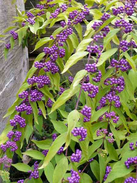 CALLICARPA DICHOTOMA ISSAI