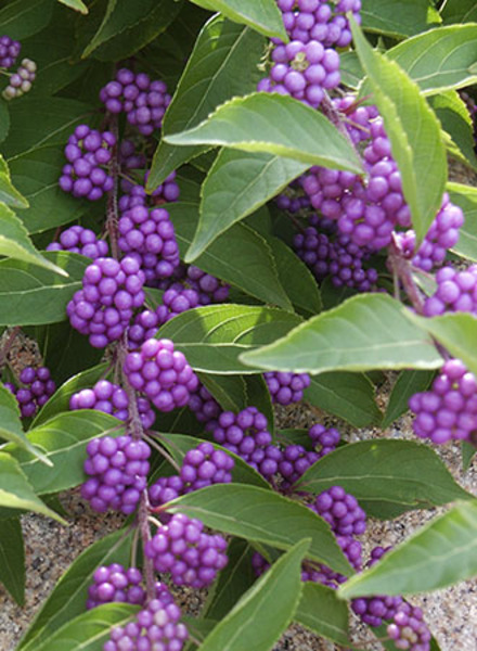 CALLICARPA DICHOTOMA ISSAI