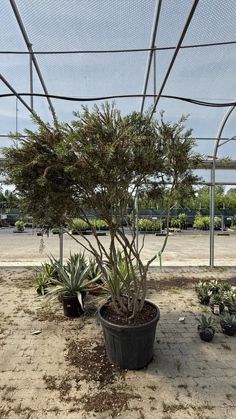 CALLISTEMON VIMINALIS