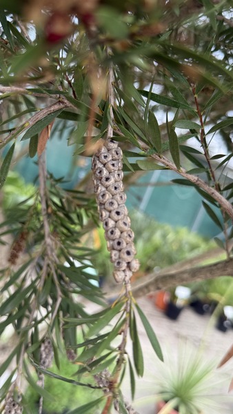 CALLISTEMON VIMINALIS