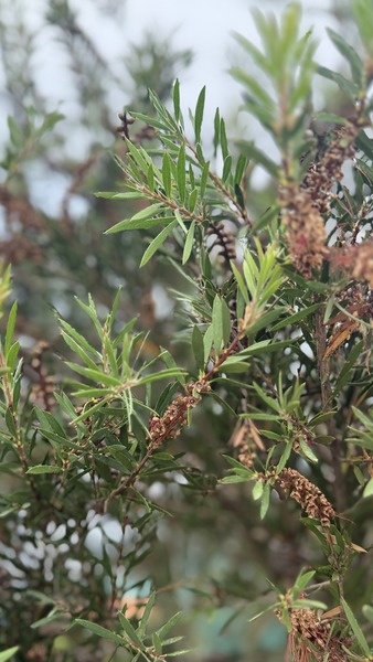 CALLISTEMON VIMINALIS