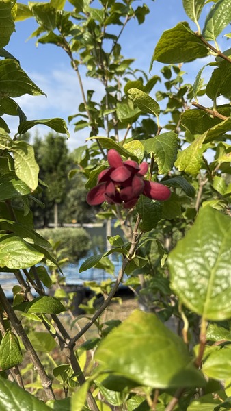 CALYCANTHUS R. APHRODITE
