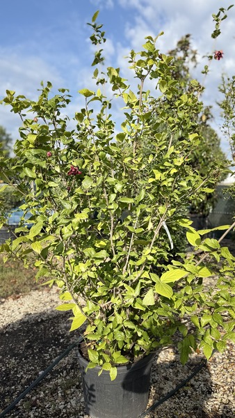 CALYCANTHUS R. APHRODITE