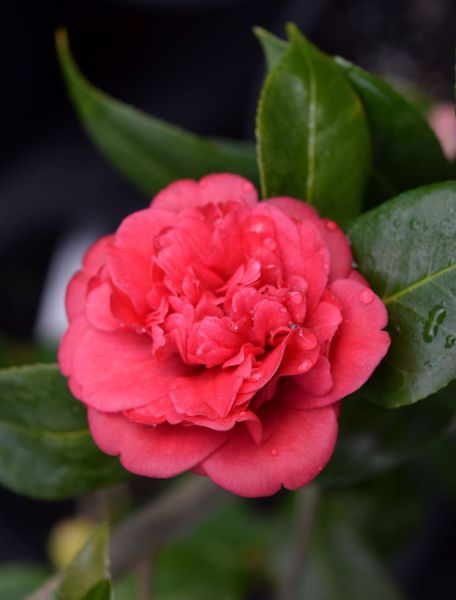 CAMELLIA JAPONICA SP.
