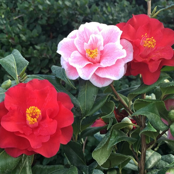 CAMELLIA JAPONICA FAJTÁK